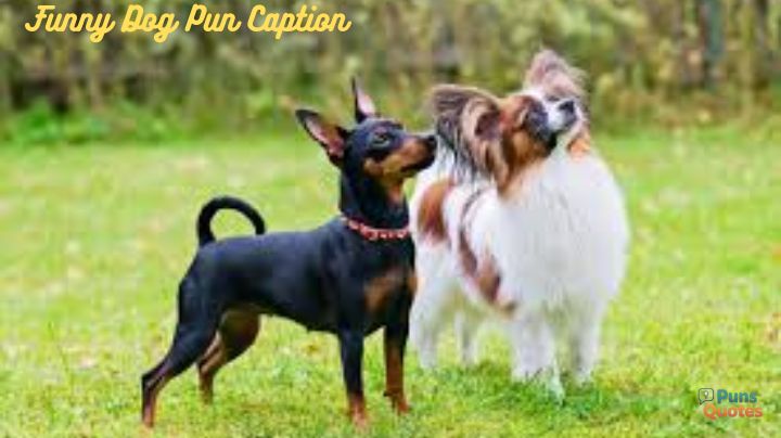 Funny Dog Puns Caption
