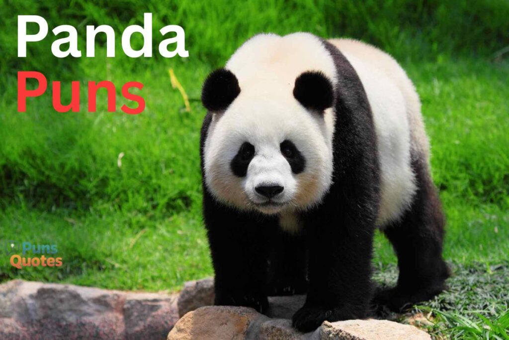 Panda puns