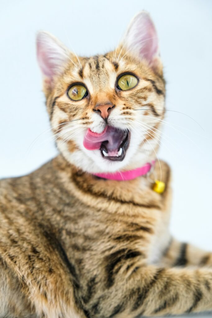 Cat Puns