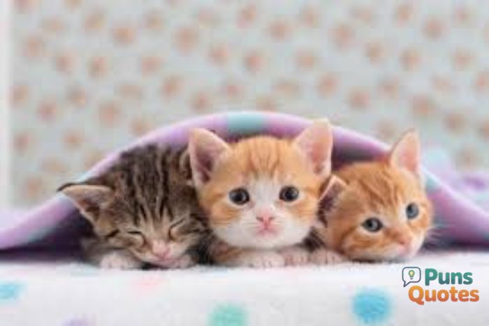 Cat Puns For Social Media