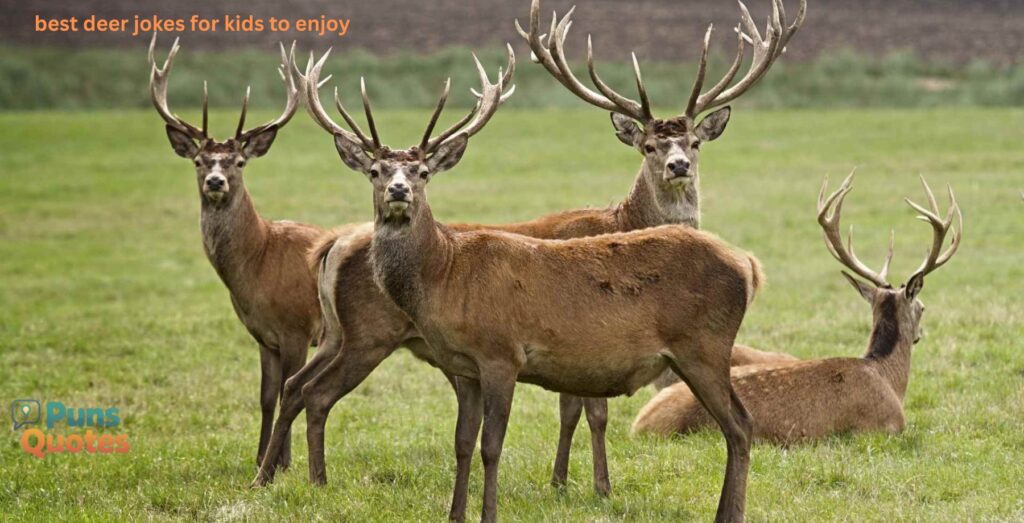 best-deer-jokes-for-kids-to-enjoy