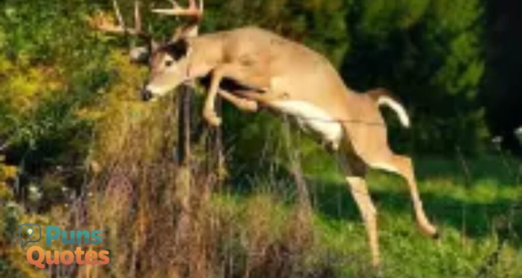 deer-puns