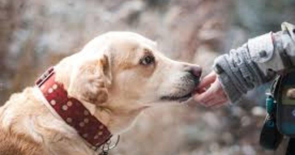 high-click-tail-wagging-captions-packed-with-funny-golden-retriever-puns-for-dog-owners