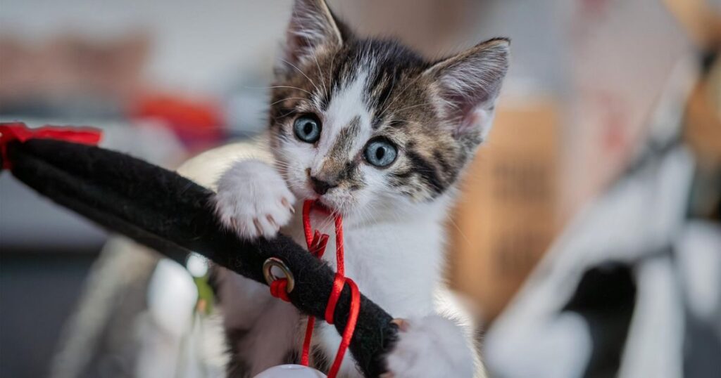playful-feline-phrases-for-smart-pet-account-developers