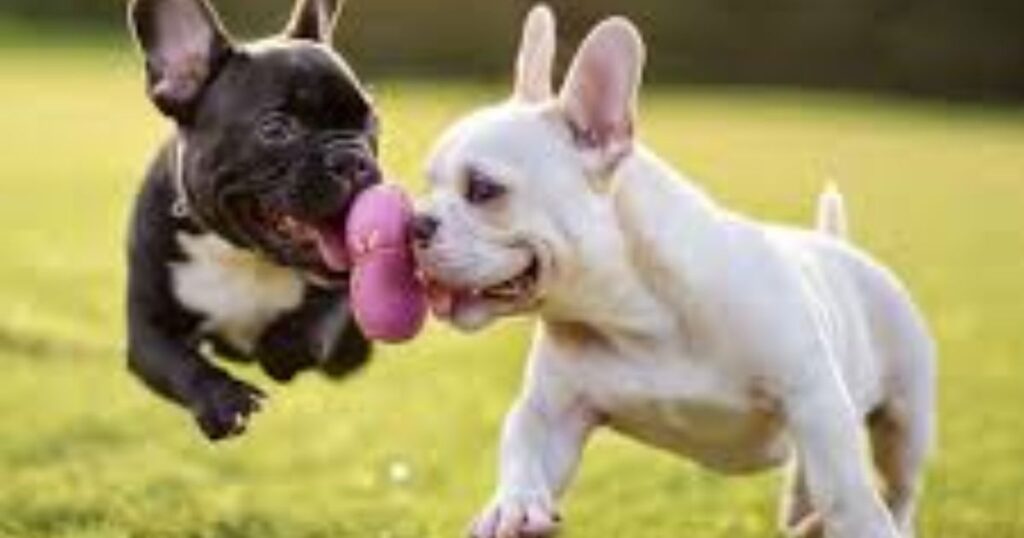 playful-indoor-zoomies-inspiration-highlighted-by-hilarious-french-bulldog-captions-for-tiktok