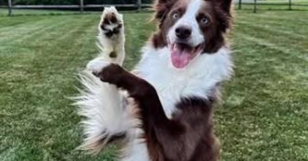 wise-canine-loyalty-sayings-combined-with-inspirational-dog-puns-and-hilarious-puppy-quotes-for-instagram-captions