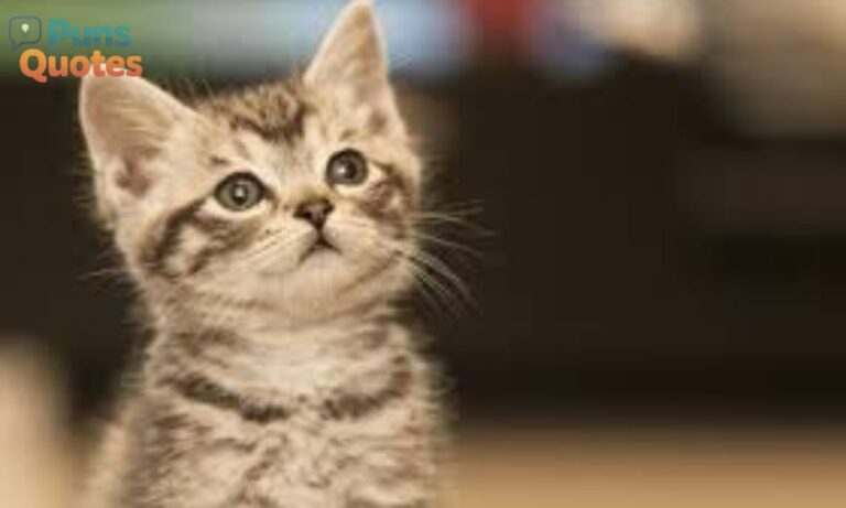 144-dirty-cat-puns-for-social media