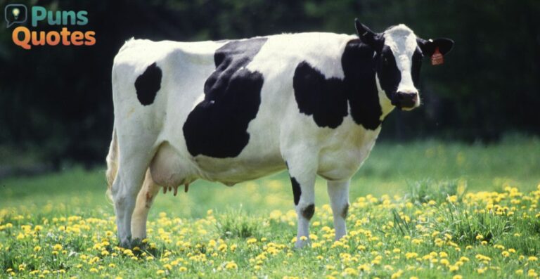 590-cow-puns-funny-cute-love-one-liners-birthday-captions