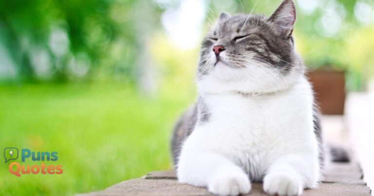 Cat Puns For Social Media Caption