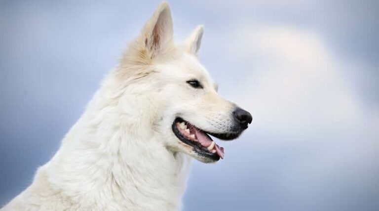 German Shepherd Puns for Friends and Social Posts